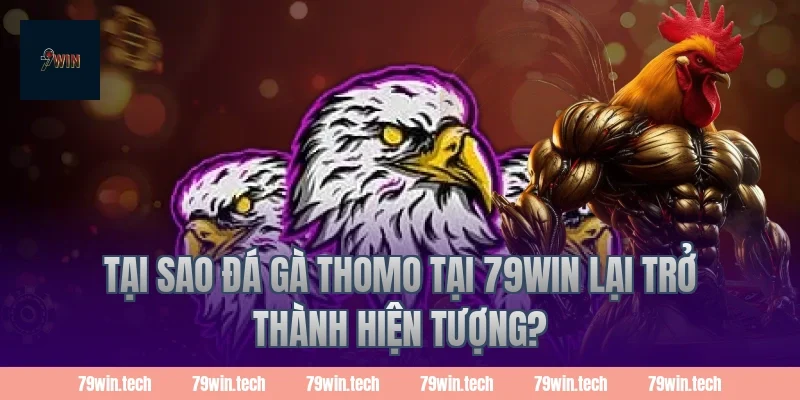 Tại sao đá gà thomo tại 79win lại trở thành hiện tượng?